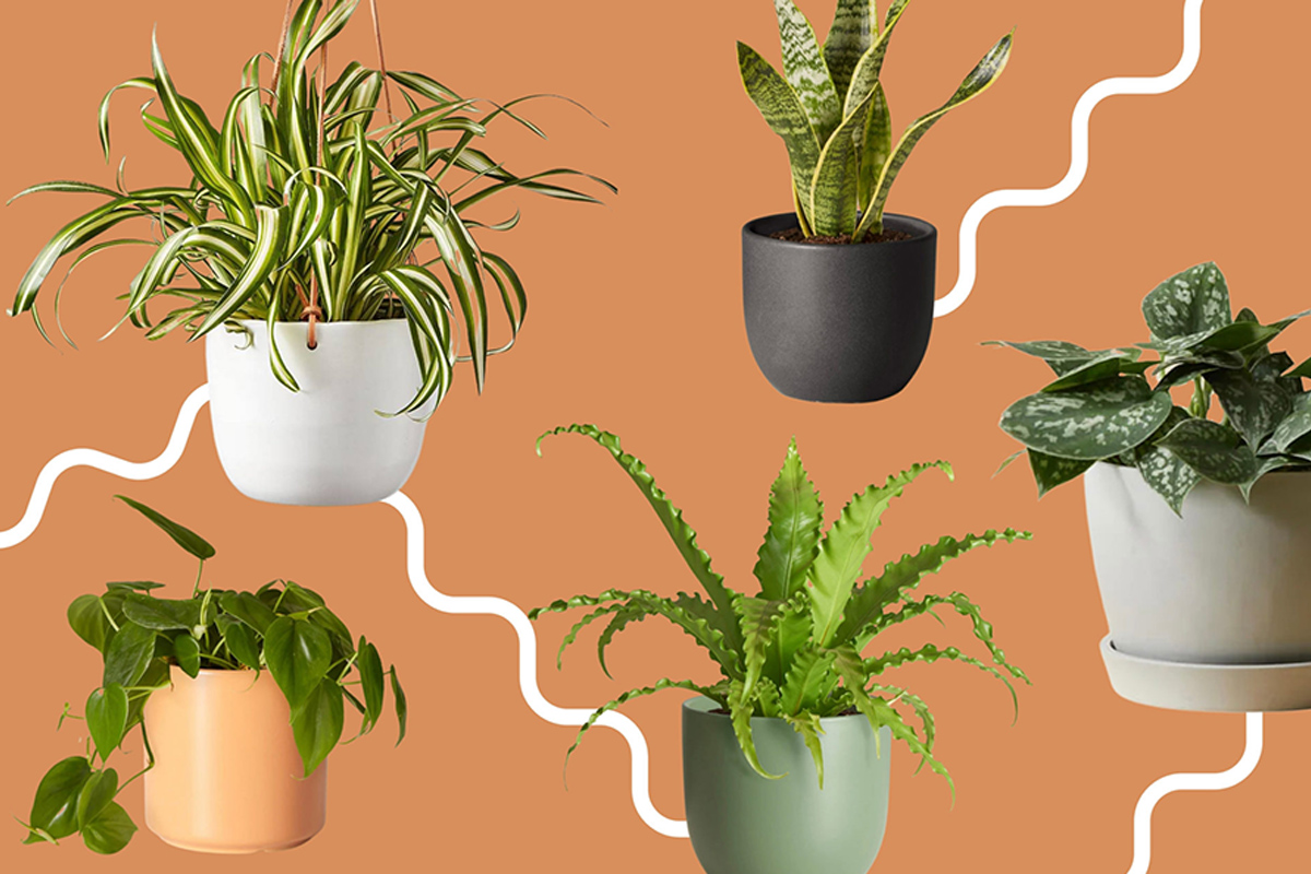 The 6 House Plants That Are Nearly Impossible To Kill